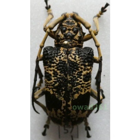 Phryneta marmorea (Olivier, 1792) Madagascar 40mm57